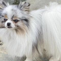 Pomeranians from Lynette Pearson's Pomeranians
