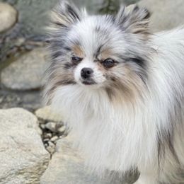 Pomeranians from Lynette Pearson's Pomeranians