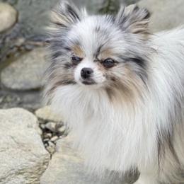 Pomeranians from Lynette Pearson's Pomeranians