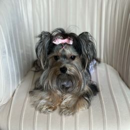 Lexi - Yorkshire Terrier