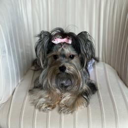 Lexi - Yorkshire Terrier