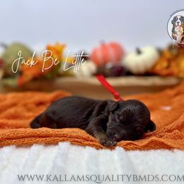 Jack Be Little - Brown male Bernedoodle puppy in Owasso, Oklahoma from Kallams Bernedoodles & Bernese Mountain Dogs