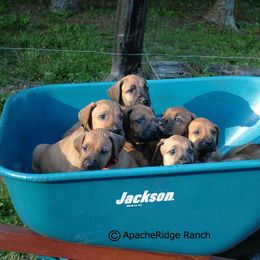 Rhodesian Ridgeback Puppies from ApacheRidge Ranch
