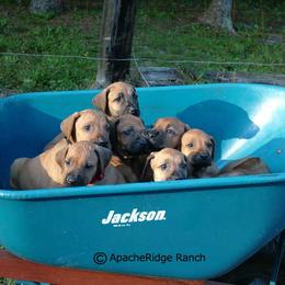 Rhodesian Ridgeback Puppies from ApacheRidge Ranch