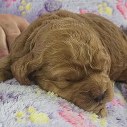 Kristoff - Golden male Cockapoo puppy in Conklin, Michigan from Lake Michigan Couture Cavapoos & Cockapoos