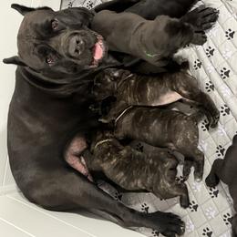 Cane Corso Puppies from CANE CORSO DI DROGHEDA