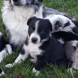 Border Collies from Supernova Border Collies