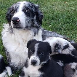 Border Collies from Supernova Border Collies