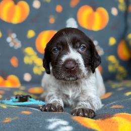 Teal Girl - Liver and white female German Wirehaired Pointer puppy in Reddick, Florida from Afterhours German Wirehaired Pointers and Basset Fauve de Bretagne