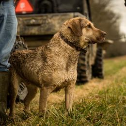 Chesapeake Bay Retriever puppies from Rebecca's Chesapeake Bay Retrievers