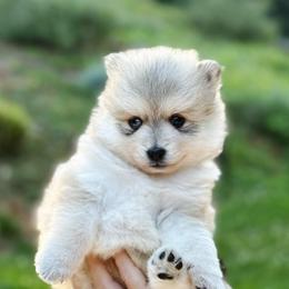 Sally - Wolf sable female Pomsky puppy in Grass Valley, California from Karalot Pomskies
