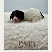 Poppy - Tri-color female Cavachon puppy in Awendaw, South Carolina from LierChonPoo
