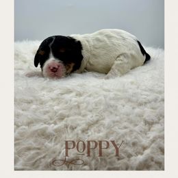 Poppy - Tri-color female Cavachon puppy in Awendaw, South Carolina from LierChonPoo