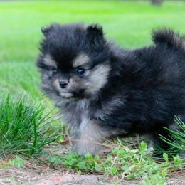 Chip - Black and tan male Pomeranian puppy in Bremen, Indiana from AMS Pomeranians and Pomskies in Indiana