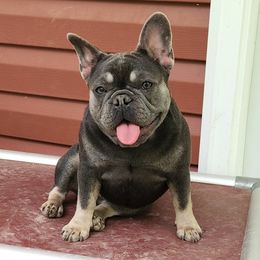Zelda - French Bulldog