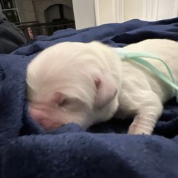 Ms Mint Teal - Light golden female Golden Retriever puppy in Galt, California from Golden Hearts Ranch English Cream Retrievers