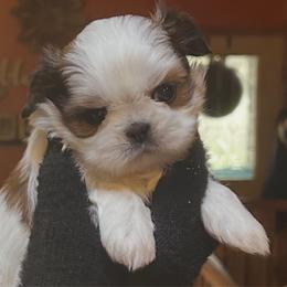 Arabella - Tricolor female Shih Tzu puppy in Nekoosa, Wisconsin from Brox Acres House of Fur LLC