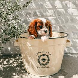 Cavalier King Charles Spaniel and Great Pyrenees Puppies from Windy Pines Ranch
