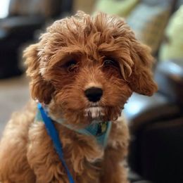 Aussiedoodles, Cavapoos, and Whoodles from Darling Doodles of Texas