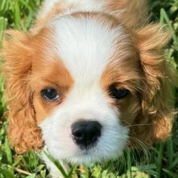 Buster - Cavalier King Charles Spaniel puppy from Brian's Cavalier King Charles Spaniels