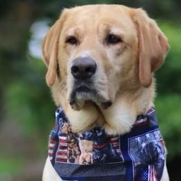 Labrador Retrievers from Maya's World Labradors with Love