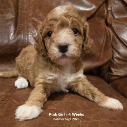 Girl 1 - female Goldendoodle puppy in Coppell, Texas from Bethel Stream Goldendoodles
