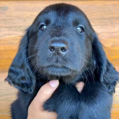 Stormfly (pink) - Black female Flat-Coated Retriever puppy in Park Rapids, Minnesota from Catori
