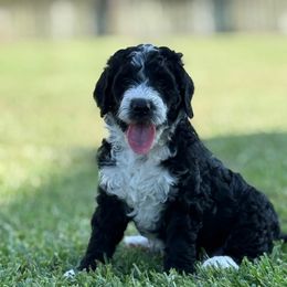 Lily - female Golden Mountain Doodle puppy in Victoria, Texas from Deidre's Golden Mountain Doodles