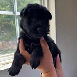Cobbler - Bi-color female German Shepherd puppy in Salem, Virginia from Vom Kylohaus German Shepherds