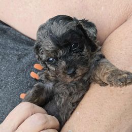 Boy 1 - Blue male Poodle puppy in Hopkins, Missouri from Mowry Creek Mini Aussiedoodles and More
