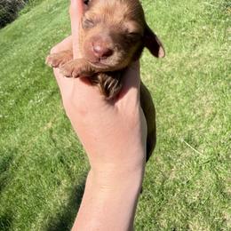 Boy1 - Cream male Dachshund puppy in Umatilla County, Oregon from Divine Dogs