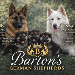 German Shepherd puppies from Barton’s German Shepherds