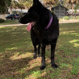 June - German Shepherd