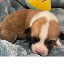 Skipper - Red male Pembroke Welsh Corgi puppy in Adairsville, Georgia from R&R Corgis