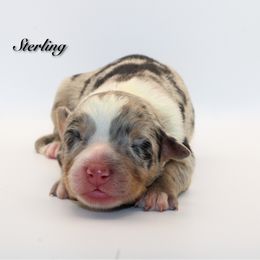 Sterling - Blue merle female Australian Shepherd puppy in Coldwater, Michigan from Northern Star Australian Shepherds