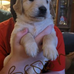 Brown collar - Golden female Golden Retriever puppy in Brush Prairie, Washington from Paradise Peaks