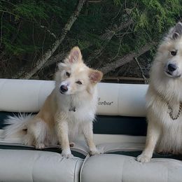 Icelandic Sheepdogs from Valheim Icelandics