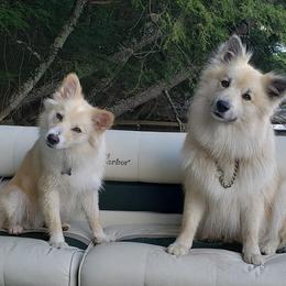 Icelandic Sheepdogs from Valheim Icelandics
