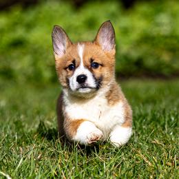Pembroke Welsh Corgi Puppies from Goldstar Puppies