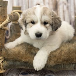 Orange Collar (Ouray) - White Great Pyrenees puppy in Colorado from EverestSnow Pyrenees