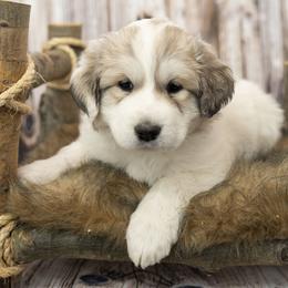 Orange Collar (Ouray) - White Great Pyrenees puppy in Colorado from EverestSnow Pyrenees