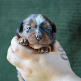 Griffin - Blue merle male Miniature American Shepherd puppy in Olive Hill, Kentucky from SaturnMoon MAS & BC