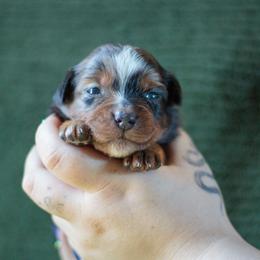 Griffin - Blue merle male Miniature American Shepherd puppy in Olive Hill, Kentucky from SaturnMoon MAS & BC