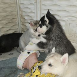 Siberian Husky Puppies from Spirit of the Moon Siberians