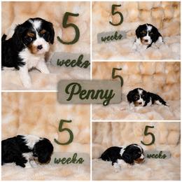 Cavalier King Charles Spaniel Puppies from Brattin Cavaliers