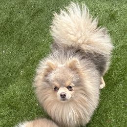 Pomskies from OG's Pomskies