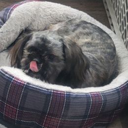 Charley - Shih Tzu