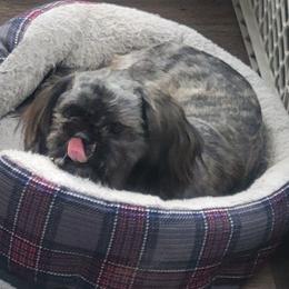 Charley - Shih Tzu