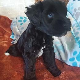 Black boy - Black male Miniature Schnauzer puppy in Kannapolis, North Carolina from Schnauzer Affinity