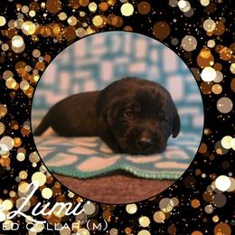 Lumi - Red Collar - Black male Labrador Retriever puppy in Sumerduck, Virginia from Cedar Mountain Retrievers